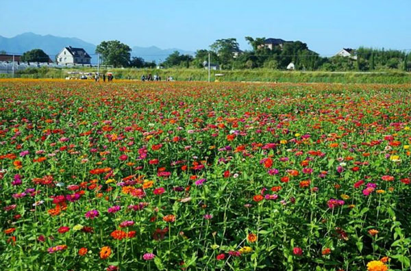 桐庐荻浦古村