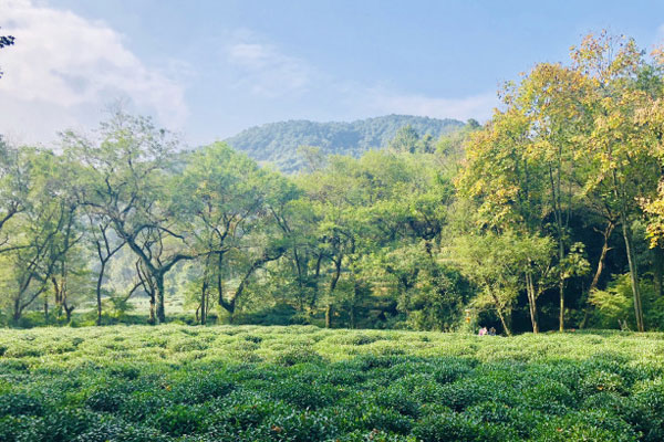 龙井村风景图片