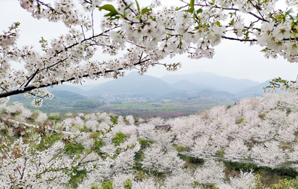 杭州樱花园风景美图