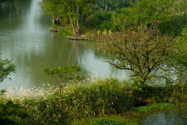 湿地野趣