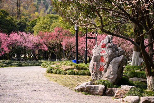 杭州超山梅花节