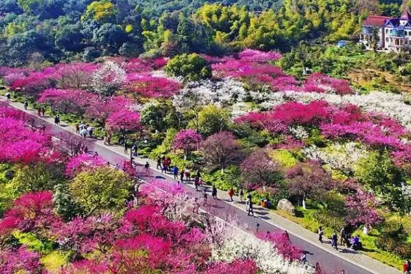 中国杭州超山梅花节