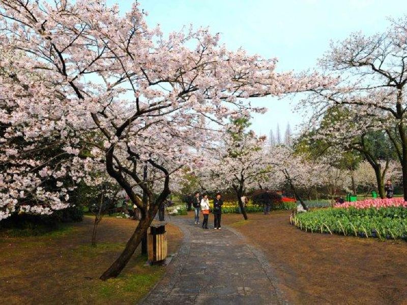 西湖赏花日历